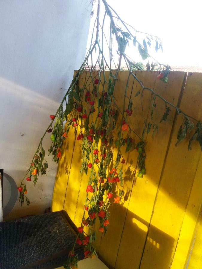 Hársfák Vila Mezokovacshaza Exterior foto